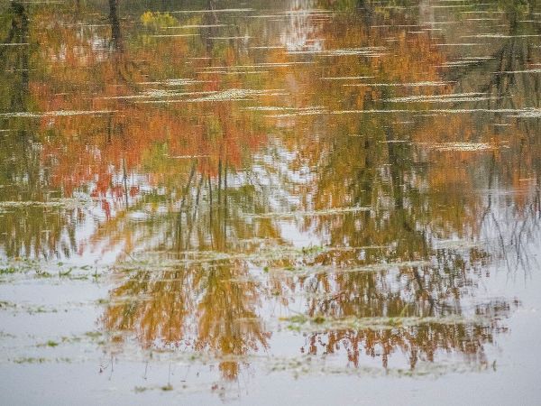 Gulin, Sylvia 아티스트의 USA-Washington State-Fall City and fall colored trees in reflection Snoqualmie River작품입니다.